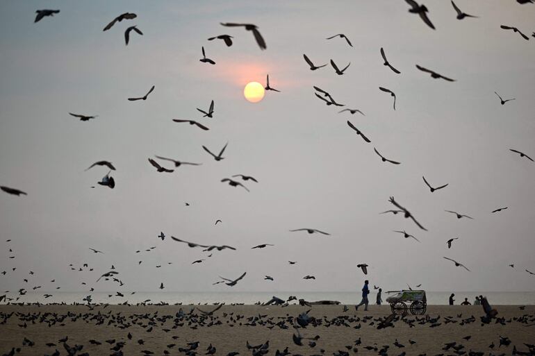 El calor extremo y las cada vez más frecuentes olas de calor están repercutiendo de forma muy negativa en la nidificación y reproducción de las aves, y de forma más acusada en las que viven en suelos agrícolas que en las que lo hacen en bosques o zonas urbanas, donde las sombras proporcionan una mayor protección.