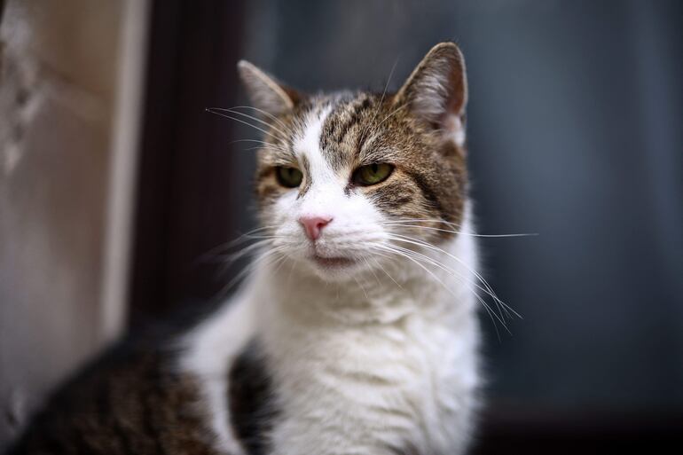 Larry, el gato de Downing Street, aparece en el número 10 de Downing Street, la residencia oficial del Primer Ministro de Gran Bretaña, en Londres. El primer ministro británico, Keir Starmer, ha incorporado una nueva mascota a Downing Street: un gato siberiano que convivirá con el minino familiar, Jojo, y con Larry, el hasta ahora felino “oficial” de la sede del gobierno desde 2011.