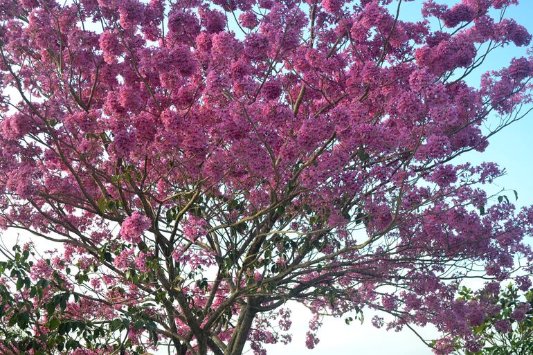 A pesar de las bajas temperaturas que se registran, los lapachos rosados florecen en los cerros Tres Hermanos.