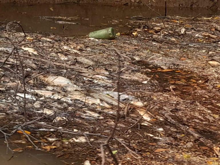 Alarmante situación del río Pirapó a raiz de la contaminación de las aguas.