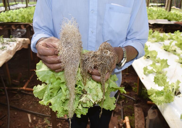 La raíz de la izquierda está afectada por el problema de pythium, que prácticamente no deja que la planta se desarrolle.