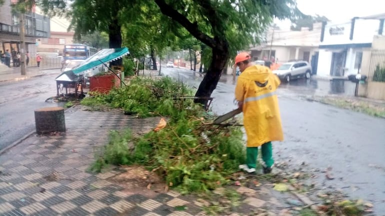 Árbol cayó en paseo central. 