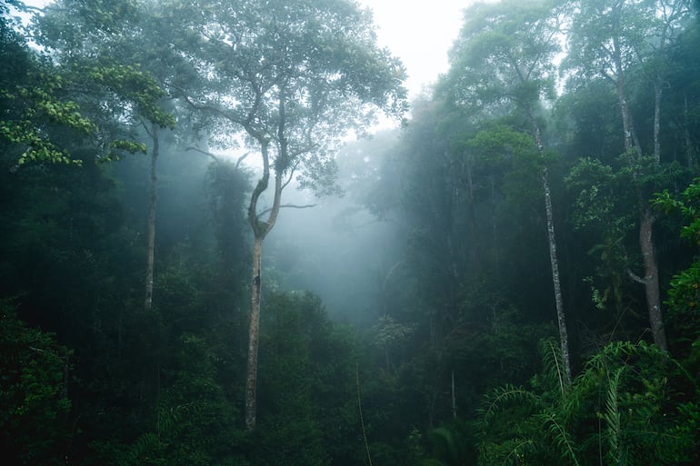 Selva perenne profunda.