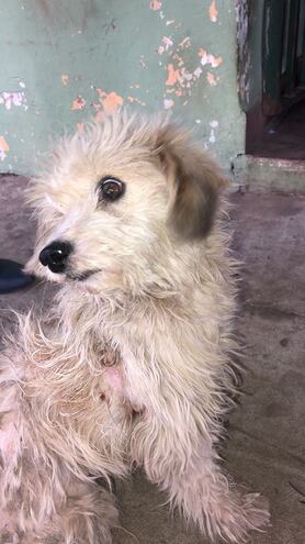 Perrito que sufrió maltrato animal en Limpio. (gentileza).