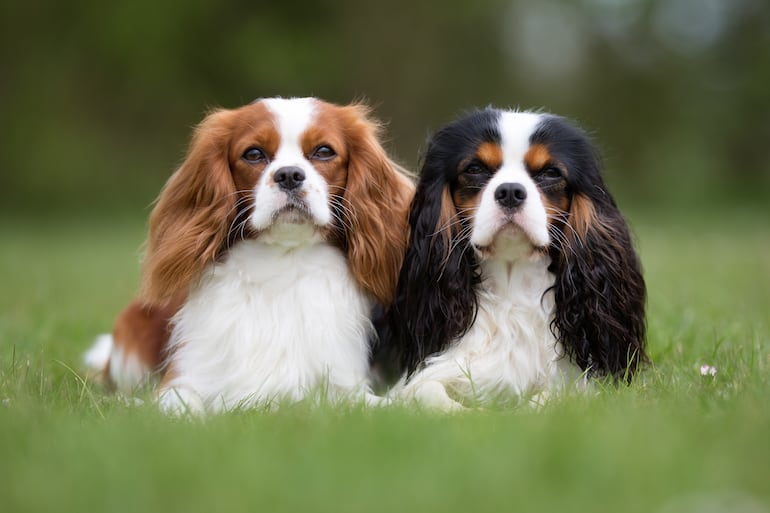 Perro de raza Cavalier King Charles Spaniel.