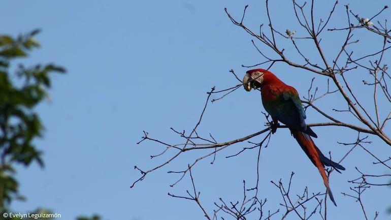 Guacamayo rojo, ave en peligro de extinción.