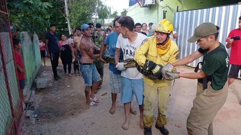 Rescatan enorme kuriju, en Mariano Roque Alonso.