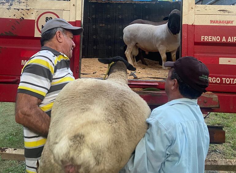 Ovejas de la raza Dorper, de la Cabaña y Centro de Biotecnología Ovina Py’aguapyrenda, exportadas a Uruguay.