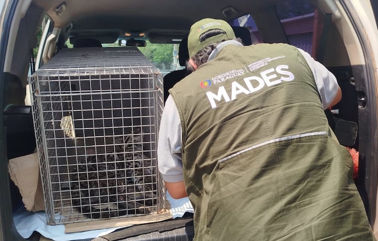 El Ministerio del Ambiente asistió a un tirika rescatado tras recibir un balazo.