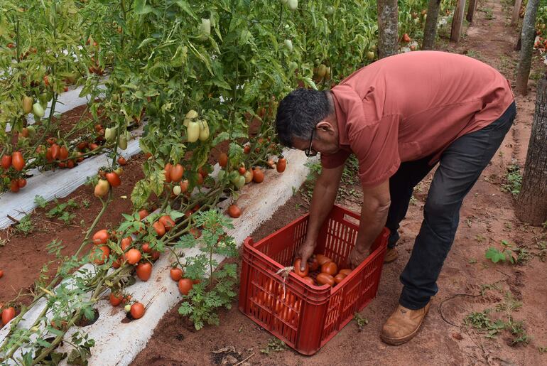 El productor de tomate José Cabrera, del asentamiento Toro Pirú, de Guayaybí, pide al Gobierno Nacional no permitir el ingreso de contrabando del producto a nuestro país.