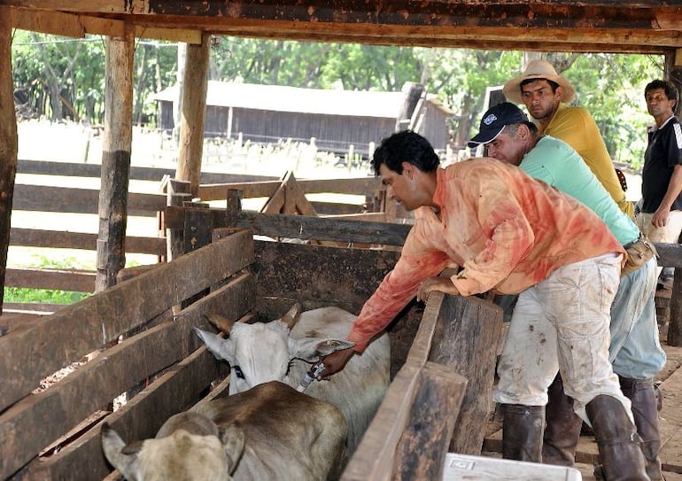 La Organización Mundial de Sanidad Animal ratificó el estatus sanitario de Paraguay como país “libre de la fiebre aftosa sin vacunación”.