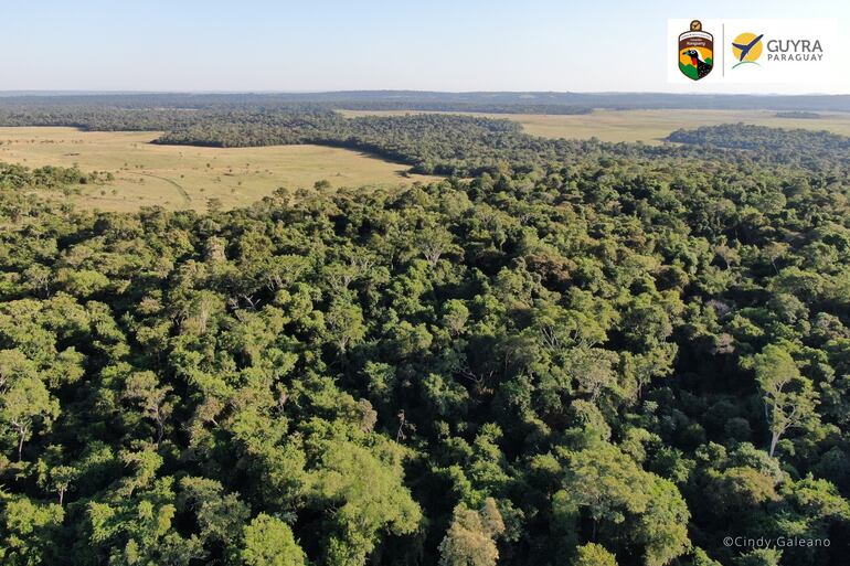 Imágenes captadas en bosques protegidos gracias a proyectos de créditos de carbono, encabezados por Guyra Paraguay.