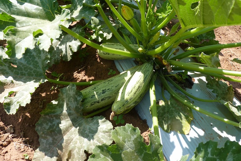 Los estudiantes de la carrera de Ingeniería Agropecuaria demostraron lo que aprendieron en el aula mediante el cultivo de rubros destinados al autoconsumo y la renta.