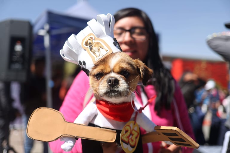 Un perro disfrazado de cocinero. 