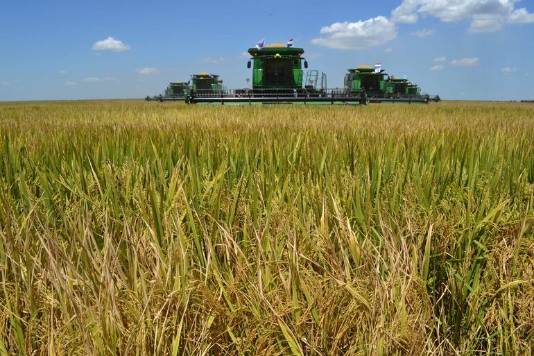 La cosecha de arroz sigue con buen ritmo en diferentes puntos del país. Se estima que la cosecha final estaría en torno a las 900.000 a 1.000.000 de toneladas aproximadamente.