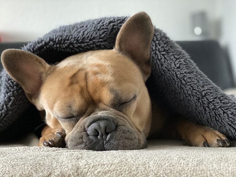 No todas las mascotas son igual de sensibles a los cambios de temperaturas, en el caso de los perros y gatos hay que tener especial cuidado con los cachorros.