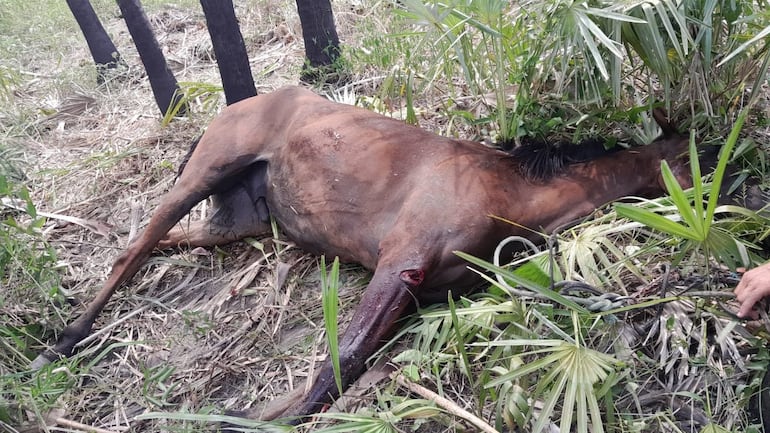 Durante el enfrentamiento a balazos entre los policias y los supuestos abigeos, lastimosamente murieron 2 caballos pertenecientes a los ladrones.