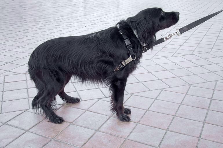 Perro con el rabo entre las patas.