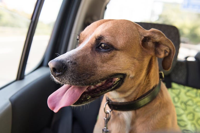 ¿Está listo tu mejor amigo para viajar en un auto? La primavera invita a disfrutar de estos hermosos días y en buena compañía. El perro será tu invitado de honor, en el asiento de atrás, y siempre con todas las normas de seguridad.