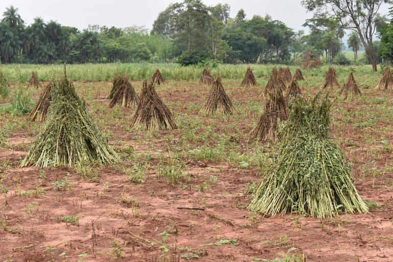 El rendimiento promedio del producto de esta zafra es de 600 a 1.000 kilos por hectárea, según los  labriegos que trabajan en el rubro  