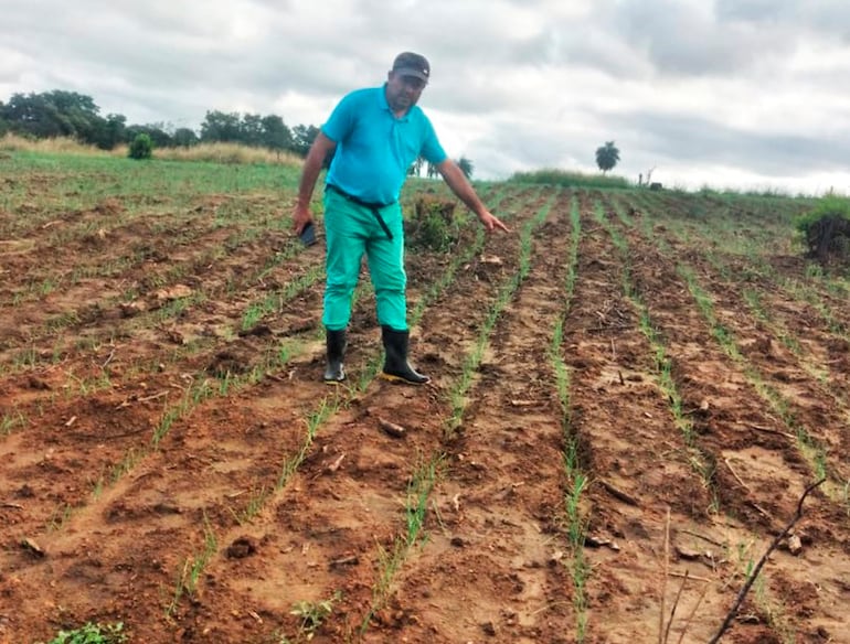 El productor Juan Ovelar muestra lo poco que quedó de su cultivo de cebolla.