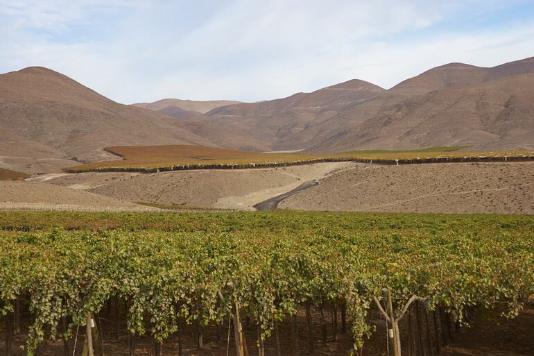 Viñedo en Atacama, Chile.