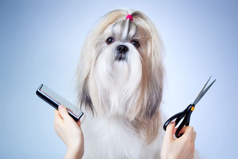 Es un perro de raza pequeña, de pelo blanco, largo, inteligente y es compañía ideal para convivir con los niños. Es sumamente bueno, no reacciona mal con los cariños y mimos. Al contrario, buscan siempre acercarse y estar jugando cerca o con los niños.