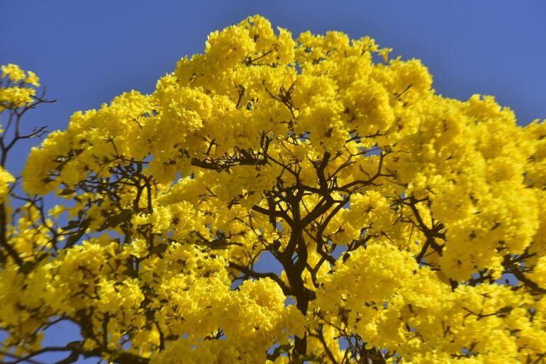 Lapachos amarillos florecen y hermosean Asunción.