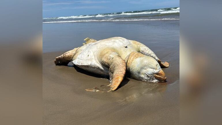 Una tortuga marítima en Santa Catarina.