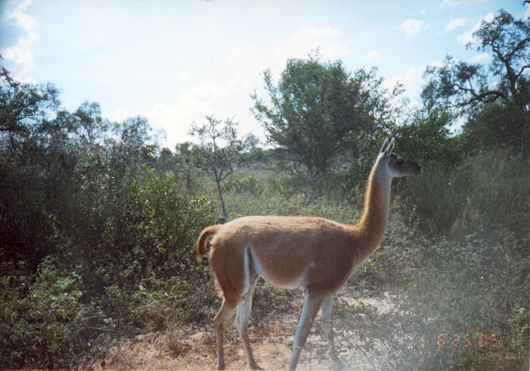 El Guanaco es una especie única que vive en la zona del Médanos del Chaco, Paraguay. (Foto: Laura Villalba)