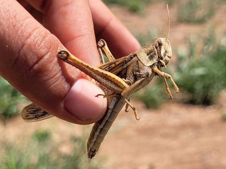 Ejemplar de langosta sudamericana (Schistocerca cancellata)