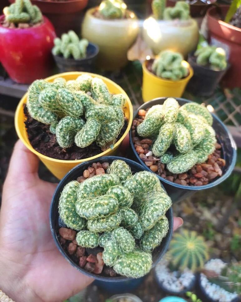 La Mammillaria Elongata, más conocida como cactus cerebrito, demuestra que existen suculentas para todos los gustos. Los expertos en plantas aseguran que la forma de esta especie es una de las más raras del mundo.
Esta especie es una de las más demandadas por ser un cactus exótico.
El Cerebrito debe manipularse con cuidado ya que cuenta con espinas centrales que pueden resultar peligrosas. Los expertos en plantas aconsejan utilizar guantes gruesos, sobre todo a la hora de trasplantarla.