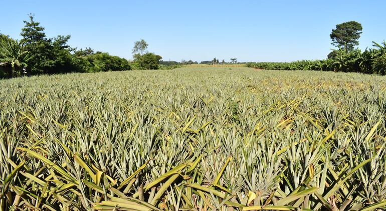 Además del cultivo de maíz y de otros productos, la falta de lluvia está afectando a la producción de la piña