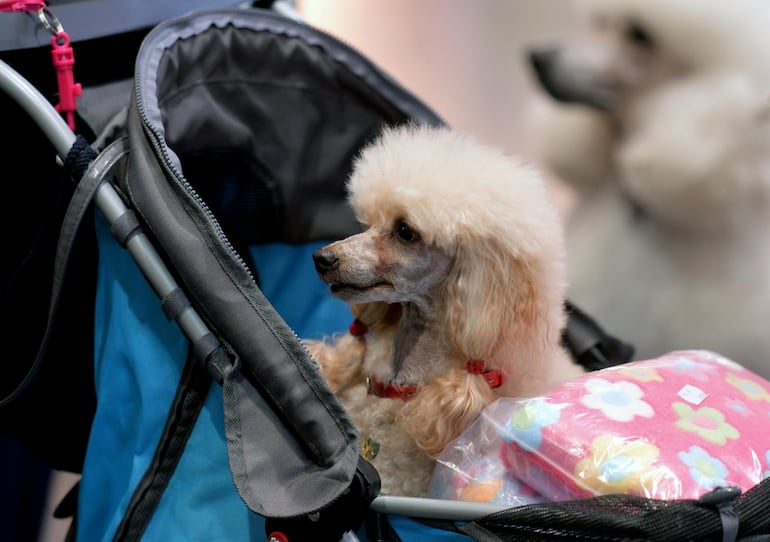 Los perros de pelo rizado requieren cuidados para que se vean saludables, y el corte sea estético. El más famoso es el caniche, tan cariñoso como juguetón.