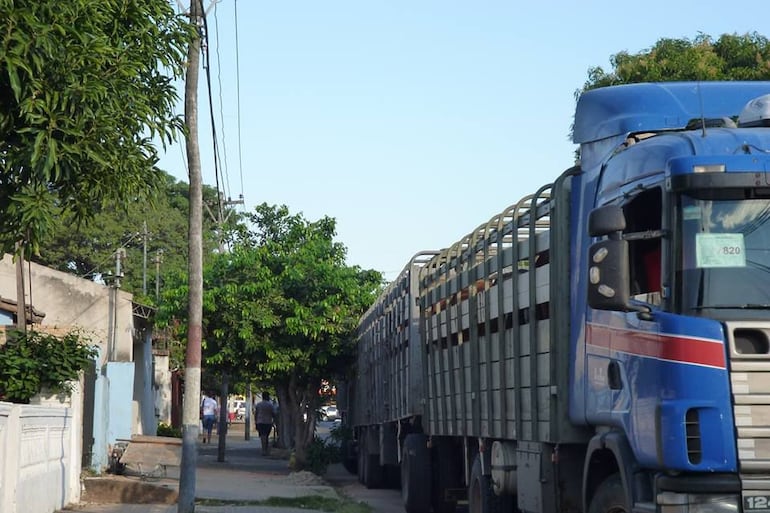 Los transportistas del sector ganadero expresan preocupación por disminución del hato ganadero.