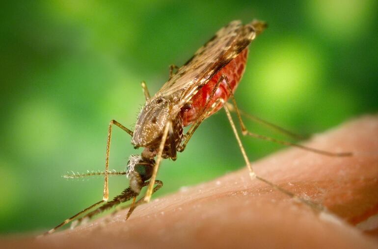 Detectaron un caso de malaria en un estudiante procedente de Ciudad del Este.