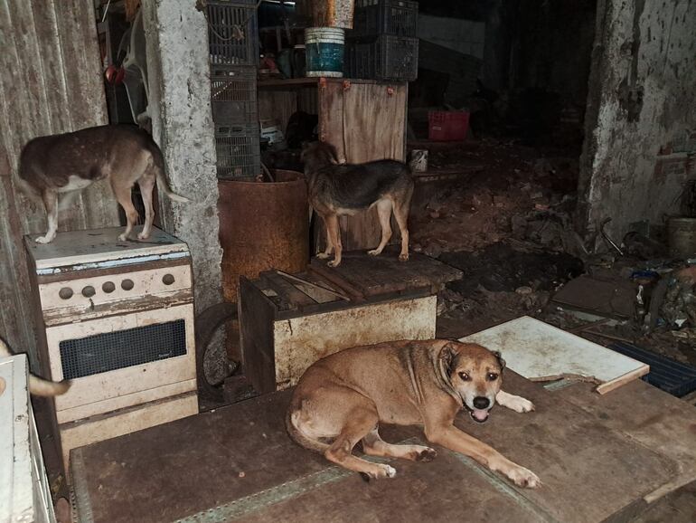 Tres de los 11 perros rescatados en Areguá, viviendo entre suciedad y objetos en desuso, fueron trasladados a un refugio para recibir atención adecuada.