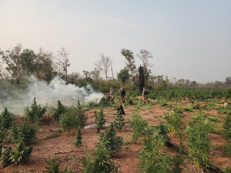 Destruyen 8 hectáreas de marihuana en el Parque Nacional Paso Bravo