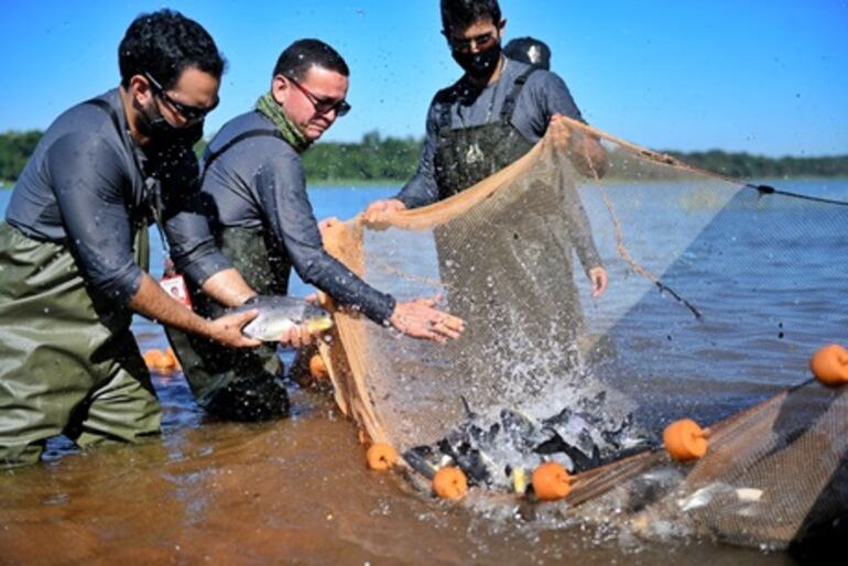 Itaipú insta a devolver peces marcados o avisar su captura.