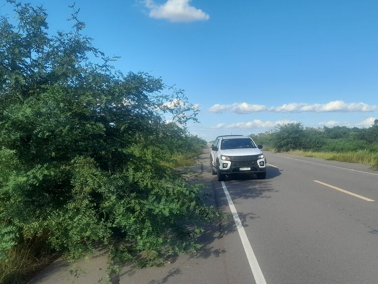 Las maleza roban la visibilidad a los conductores.