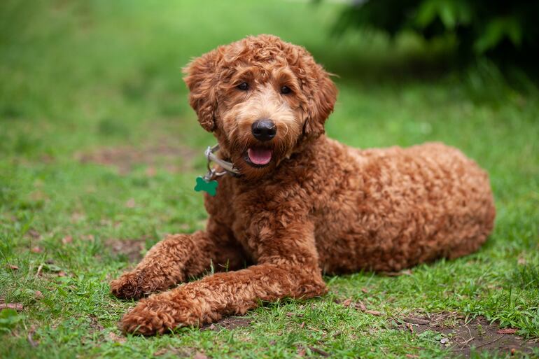 Labradoodle.