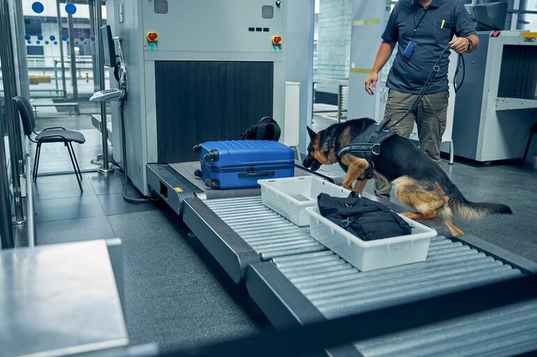 Perro antidroga en un aeropuerto.