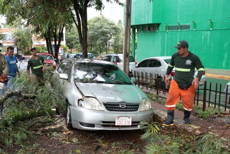 En Ciudad del Este un automóvil estacionado fue impactado por la caída de un árbol.