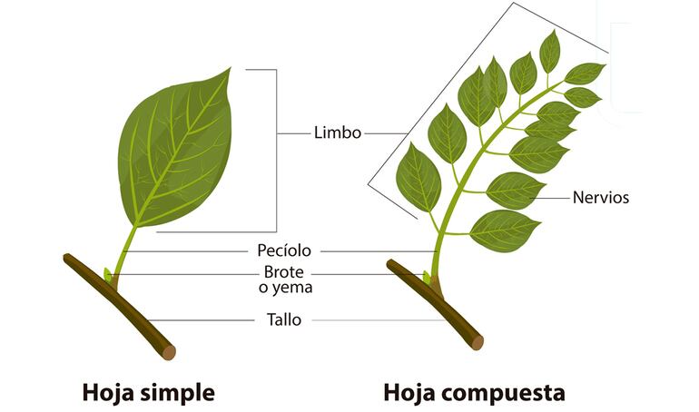 Tipos de hojas.