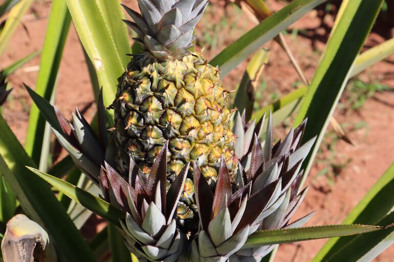 Frutas, verduras, hortalizas y otros productos del campo estarán disponibles en la serie de ferias.