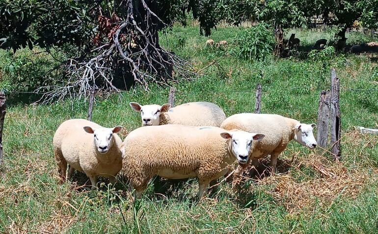 El mejoramiento fenotípico gracias a la genética  ya se puede ver en este lote de ovejas Texel.