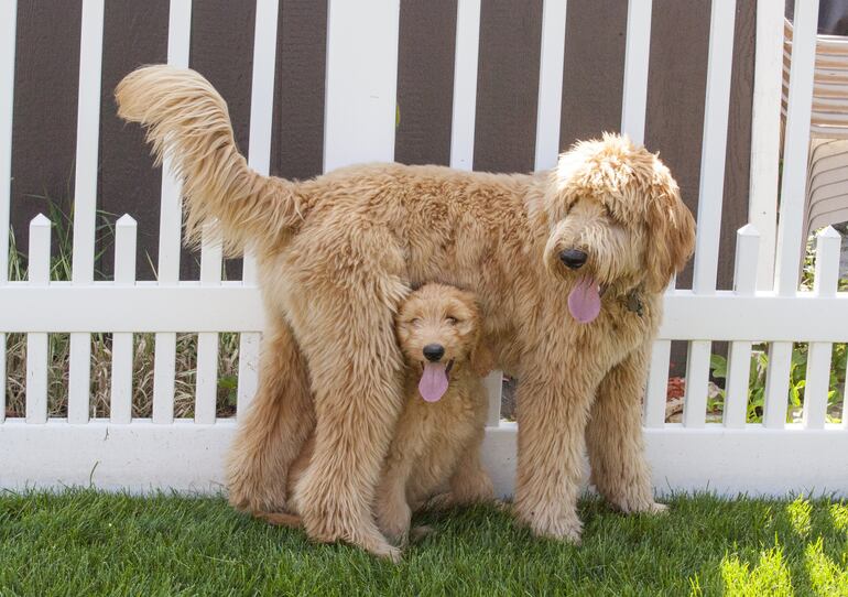 Goldendoodle.