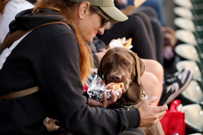 No le des tu comida a los perros. 