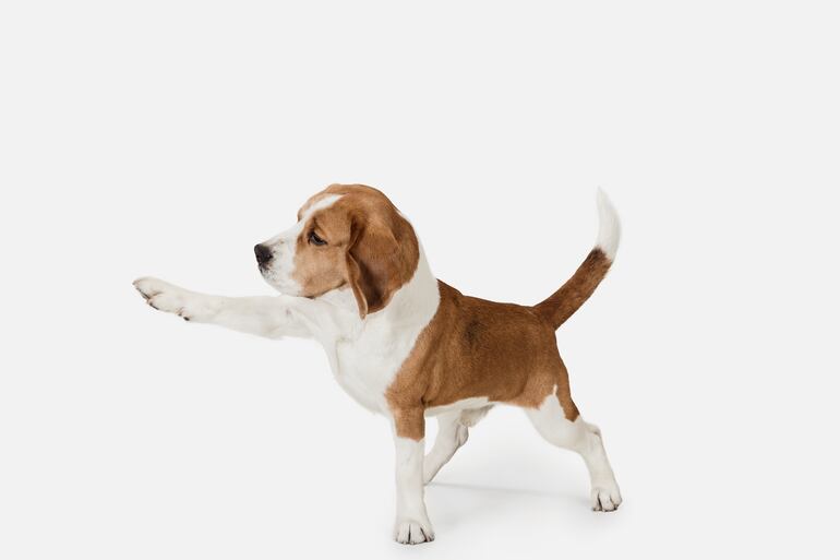 Beagle: Dotados con un excepcional sentido del olfato y una actitud amistosa, los beagles son curiosos por naturaleza.