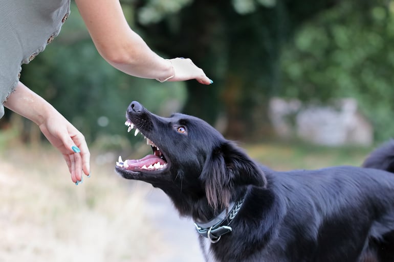 Un perro asustado puede recurrir a la agresión como mecanismo de defensa.